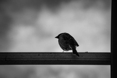 Çitin üzerinde tüneyen küçük bir kuş. 