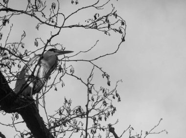 Kuşun ağaçta gökyüzüne tünediği alçak açı