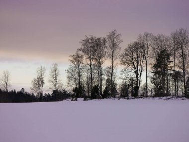 Karla kaplı tarladaki ağaçlar gökyüzüne karşı
