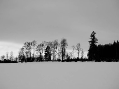 Karla kaplı tarladaki ağaçlar gökyüzüne karşı