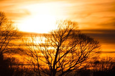 Siluet çıplak ağaç turuncu gökyüzüne karşı
