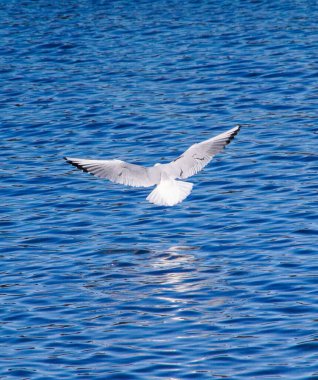 Deniz üzerinde uçan martıların yüksek açılı görüntüsü