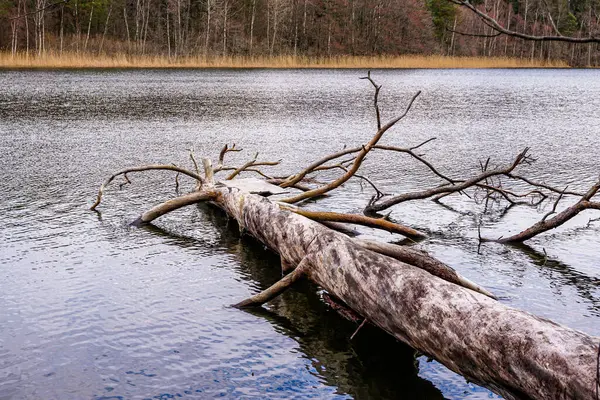 View of bare trees fallen in lake