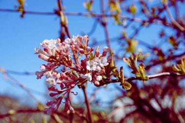 Çiçek açan bir ağacın yakınında. 