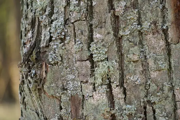 stock image close-up of the bark of a tree