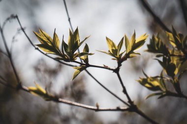 İlkbaharda bir dalı kapat 