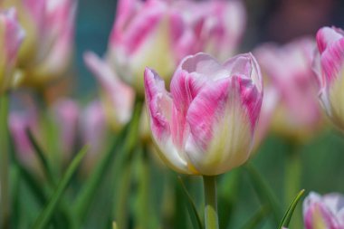 İlkbaharda çiçekleri kapat 