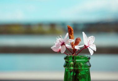 Çiçekleri bira şişesine koy. 