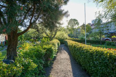 Çalıların arasında bir patika.