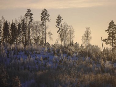 Kış boyunca tepede ağaçlar 