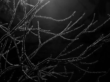 Kış boyunca dalları kapatın 