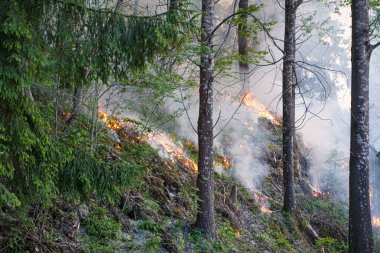 Ormandaki ateş manzarası 