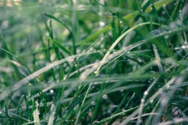 Çimenlere yakın çekim 