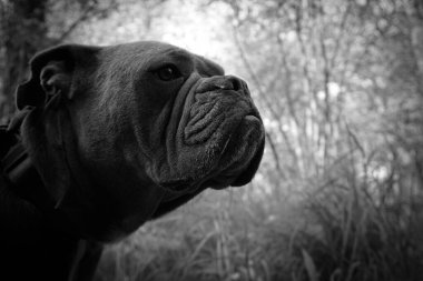 Siyah beyaz güzel bir köpeğin portresi. 