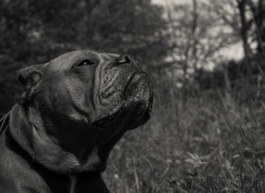 Siyah beyaz güzel bir köpeğin portresi. 