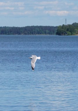 Martı gölün üzerinde uçuyor. 