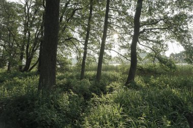 Ormanda büyüyen ağaçların manzarası 