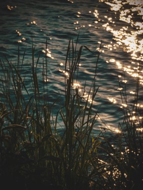 Suyun kenarındaki sazlığı kapat. 