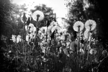Gökyüzüne karşı karahindiba.
