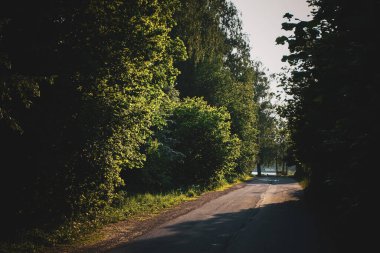 Yol kenarındaki ağaçlar