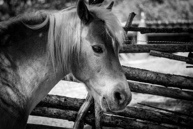 At çiftliği içinde Close-Up