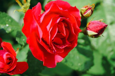 Kırmızı bir güle yaklaş. 