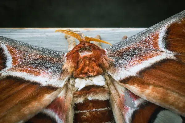 stock image Close up of a big moth 