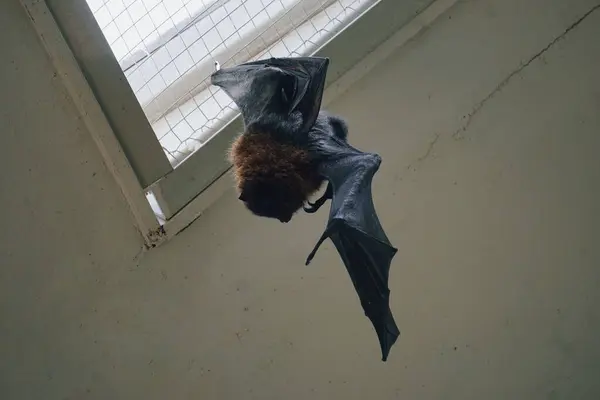 stock image A megabat hanging from the ceiling 