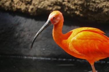 Kızıl aynalı aynaya yaklaş