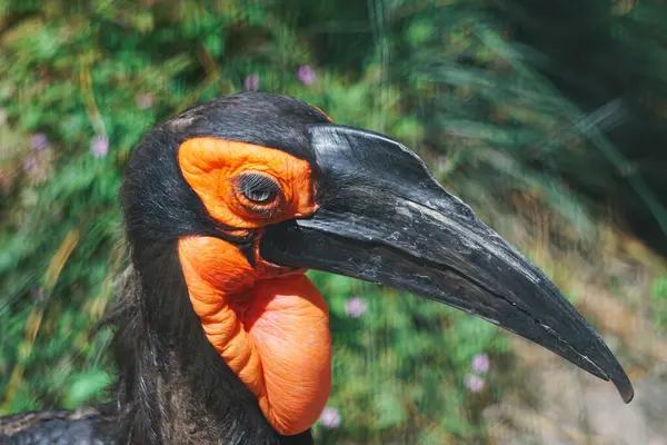 stock image Close up of a hornbill