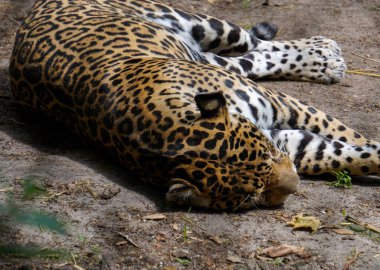 Sahada yatan leoparın yüksek açılı görüntüsü