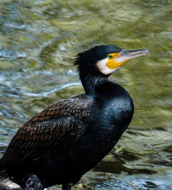 Büyük bir karabatağa yakın çekim.