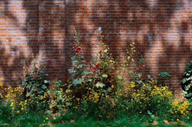 Duvarın önündeki çiçekli bitkilerin manzarası 