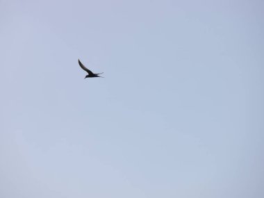 Kuşun alçak açılı görüntüsü gökyüzüne karşı 