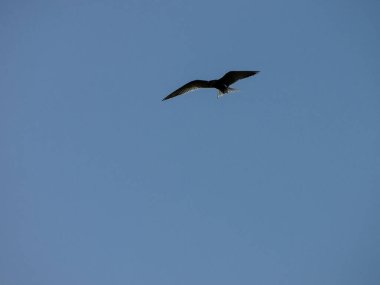 Uçan bir singel kuşu