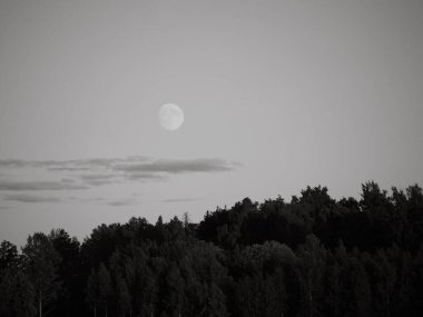 Yaz boyunca ormanda dolunay. 