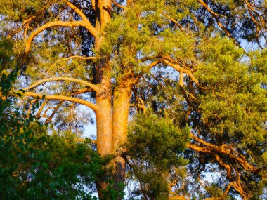 Akşamları ağaçların manzarası 