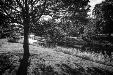 Parkta siyah beyaz bir ağaç 