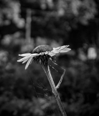 Siyah beyaz bir çiçeğe yaklaş 