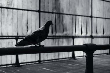 Metal bir çitin üstünde oturan bir kuş.