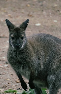 Bir vallaby 'ye yaklaş 