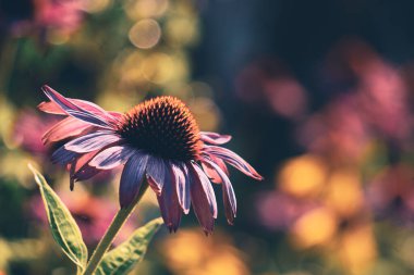 Sonbahar boyunca echinacea 'yı kapat 