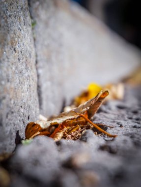 Kurumuş bir yaprağı kapat