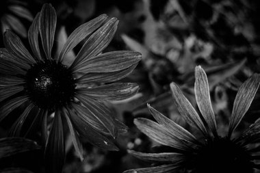 Çiçekleri siyah ve beyaz olarak kapat 