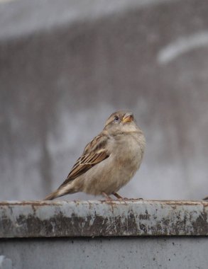 Küçük bir kuşa yaklaş. 