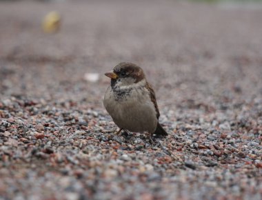 A little bird on the ground  clipart