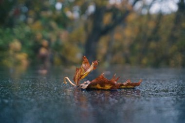 Yere düşen bir yaprağı kapat. 