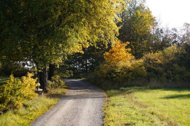 Ağaçların yanında küçük bir yol