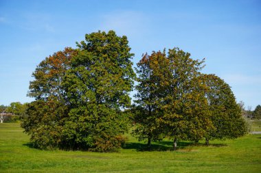 Bir tarladaki ağaçların görüntüsü 