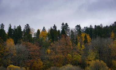 Sonbaharda bir ormanın manzarası 